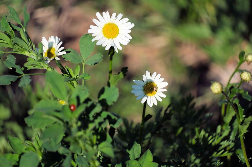 Peter Blei unterwegs oberhalb von Steigerthal