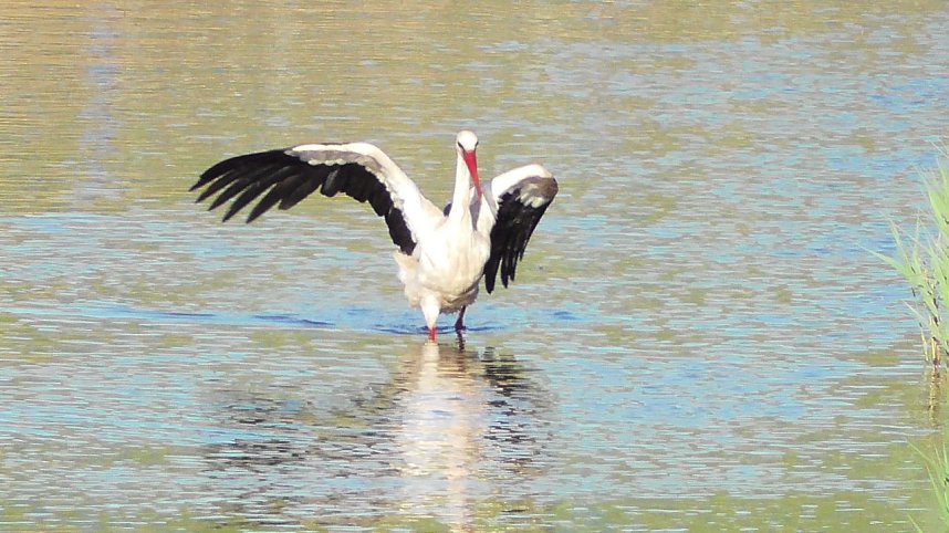 St&ouml;rche in der Goldenen Aue