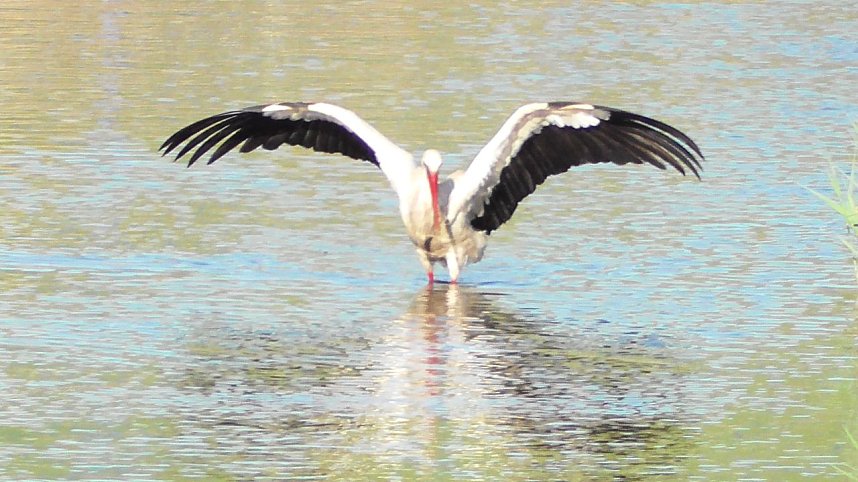 St&ouml;rche in der Goldenen Aue