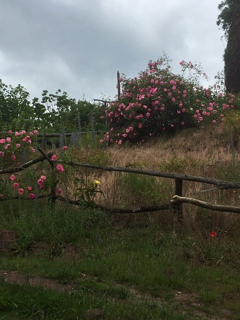 Rosenbl&uuml;te auf der Ebersburg
