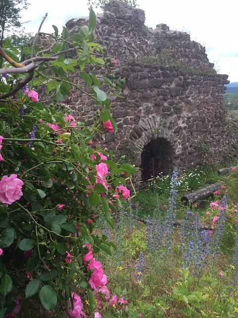 Rosenbl&uuml;te auf der Ebersburg
