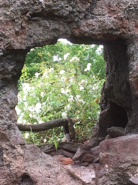 Rosenbl&uuml;te auf der Ebersburg