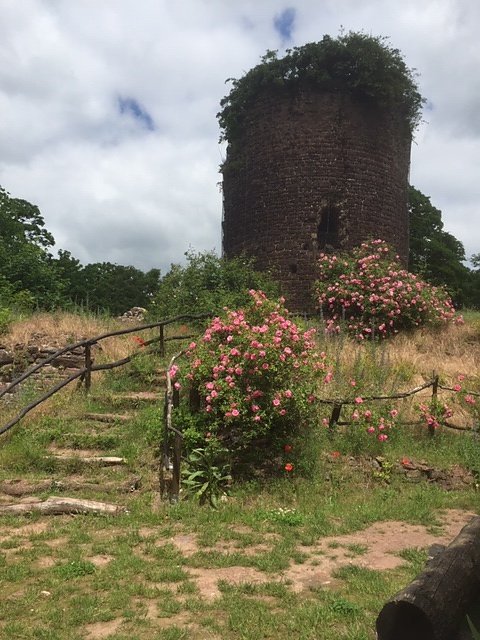 Rosenbl&uuml;te auf der Ebersburg