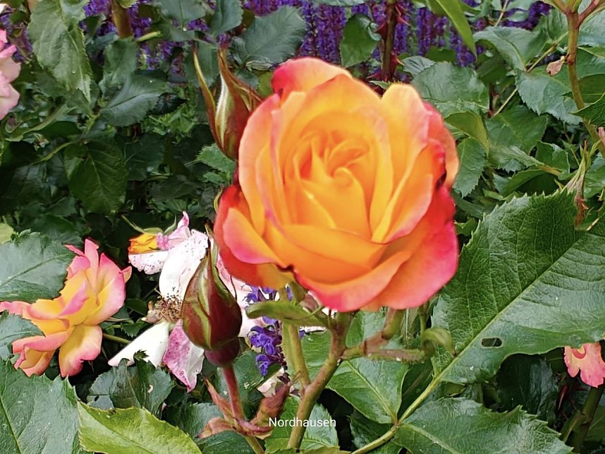 Gr&uuml;nanlagen in Nordhausen