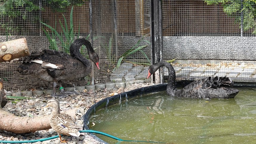 Offener Garten in Uthleben