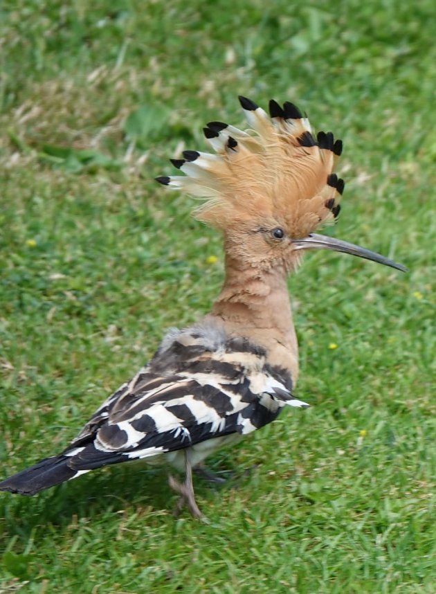 Wiedehopf zu Besuch im Garten