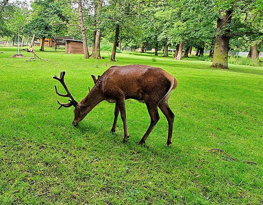 Impressionen im sommerlichen Stadtpark