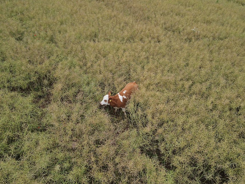 Gestellt im Feld - Kalb wurde nach neun Wochen wieder eingefangen