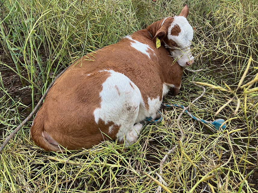 Gestellt im Feld - Kalb wurde nach neun Wochen wieder eingefangen