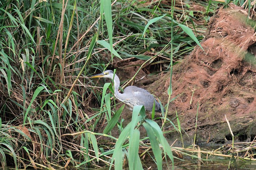Peter Blei unterwegs auf Schwanensuche