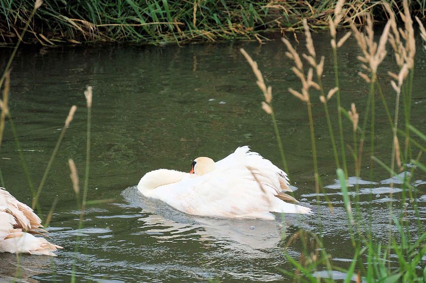 Peter Blei unterwegs auf Schwanensuche