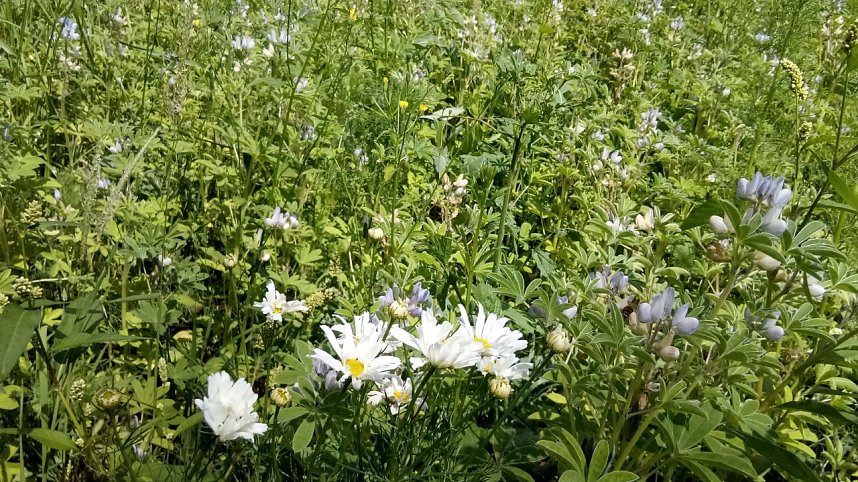 Bei Steinsee unterwegs