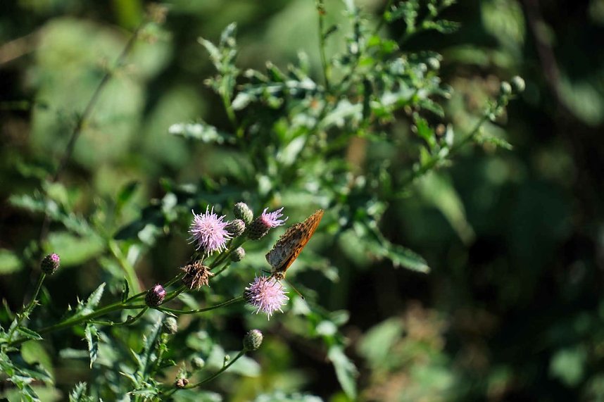 Peter Blei unterwegs an der Neust&auml;dter Talsperre