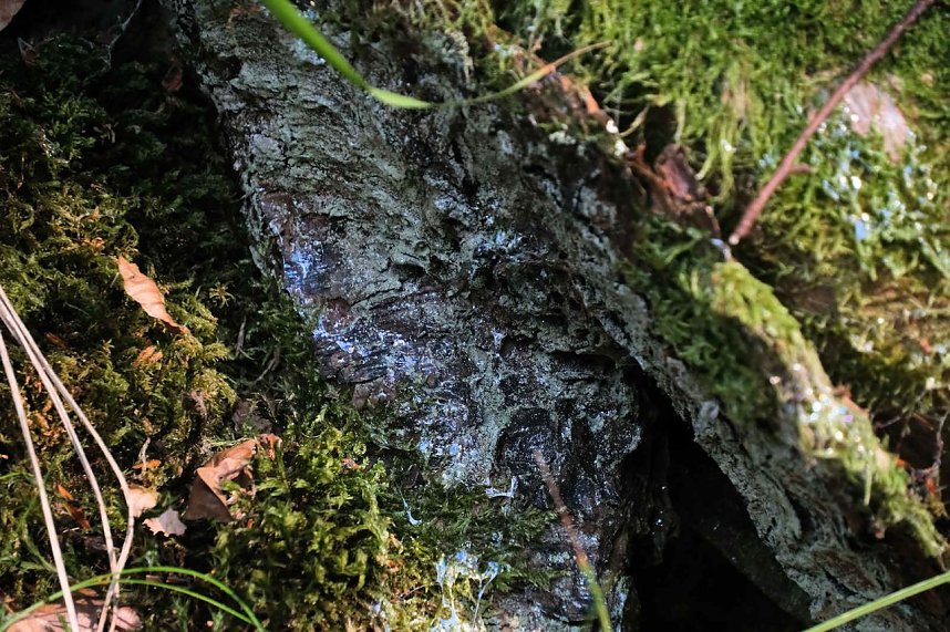Peter Blei unterwegs an der Neust&auml;dter Talsperre