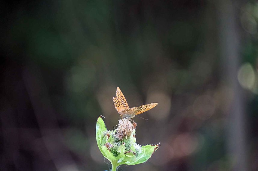 Peter Blei unterwegs an der Neust&auml;dter Talsperre