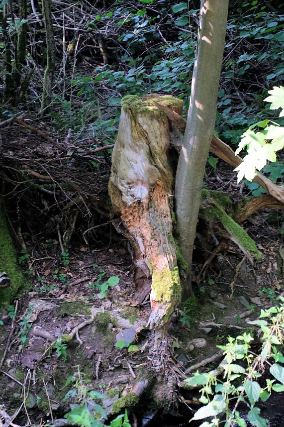 Peter Blei unterwegs an der Neust&auml;dter Talsperre