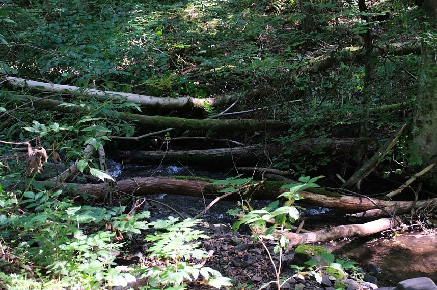 Peter Blei unterwegs an der Neust&auml;dter Talsperre