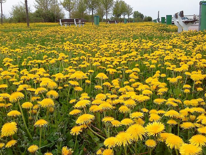 Gr&uuml;n mit Gelbstich