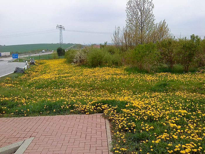 Gr&uuml;n mit Gelbstich