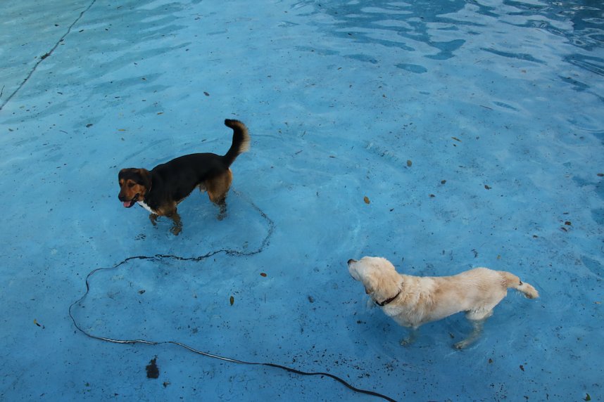 Hundebaden im Salzaquellbad