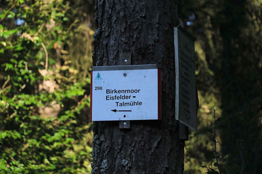 Peter Blei beim Waldspaziergang