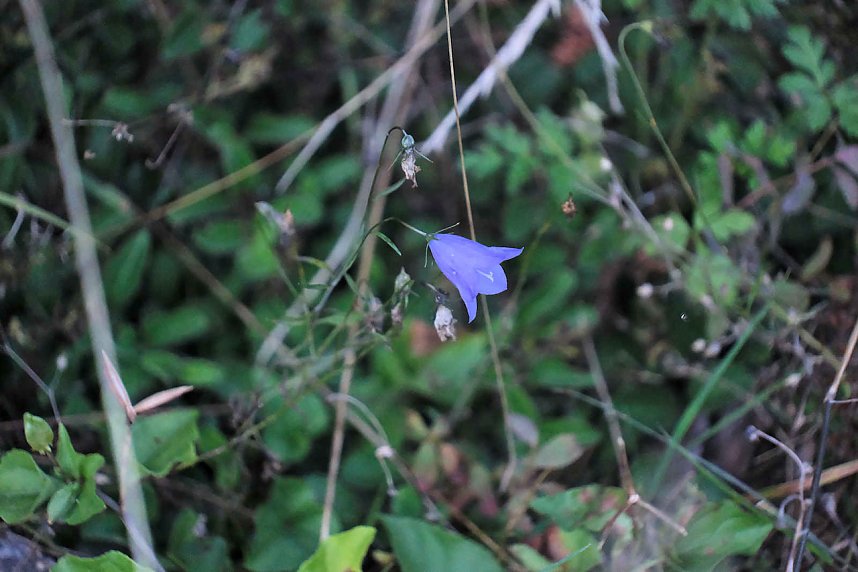Peter Blei beim Waldspaziergang