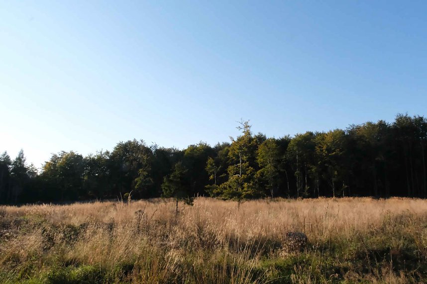 Peter Blei beim Waldspaziergang