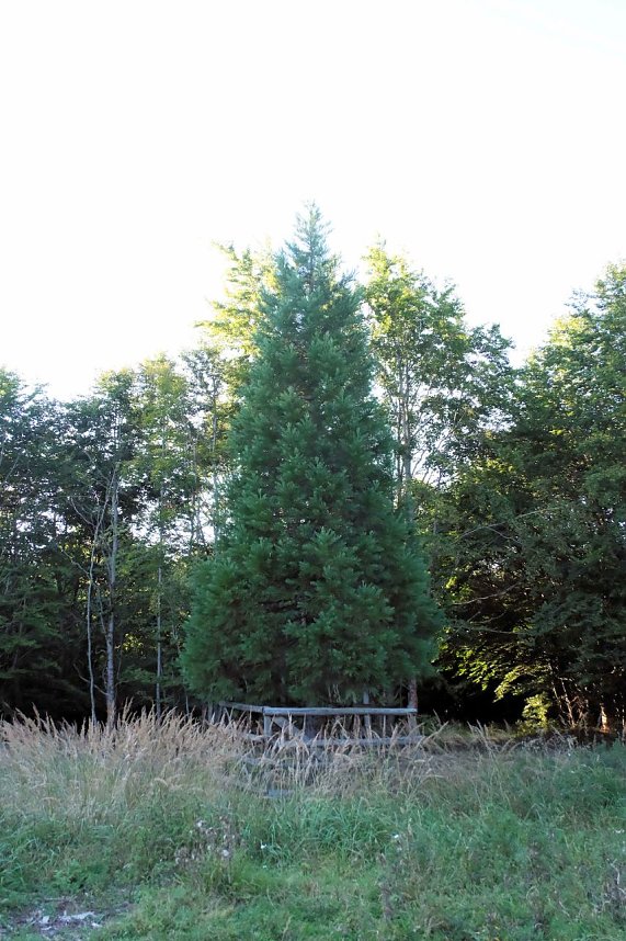 Peter Blei beim Waldspaziergang