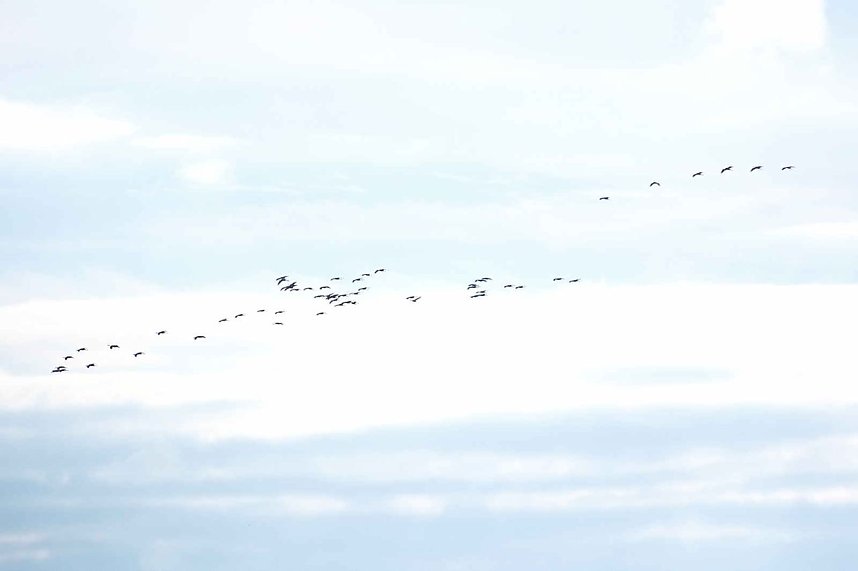 Kranichrast im S&uuml;dharz