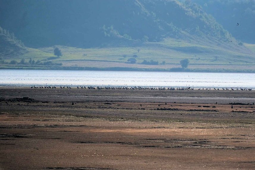Kranichrast im S&uuml;dharz