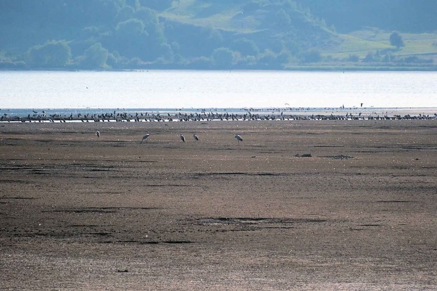 Kranichrast im S&uuml;dharz