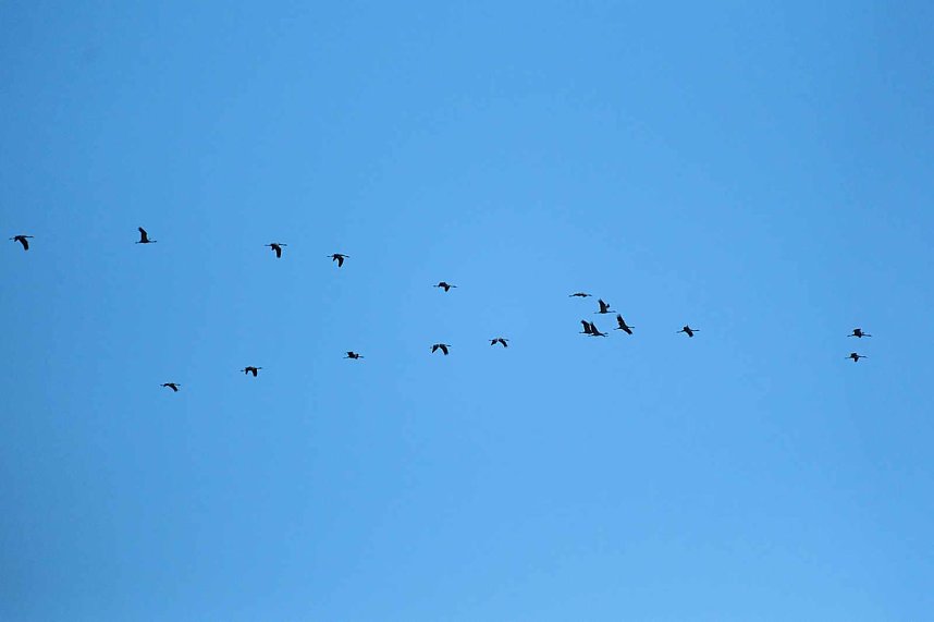 Kranichrast im S&uuml;dharz