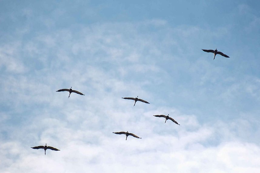 Kranichrast im S&uuml;dharz