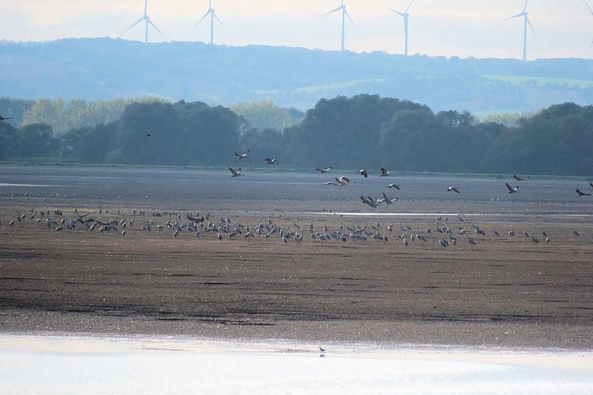 Kranichrast im S&uuml;dharz