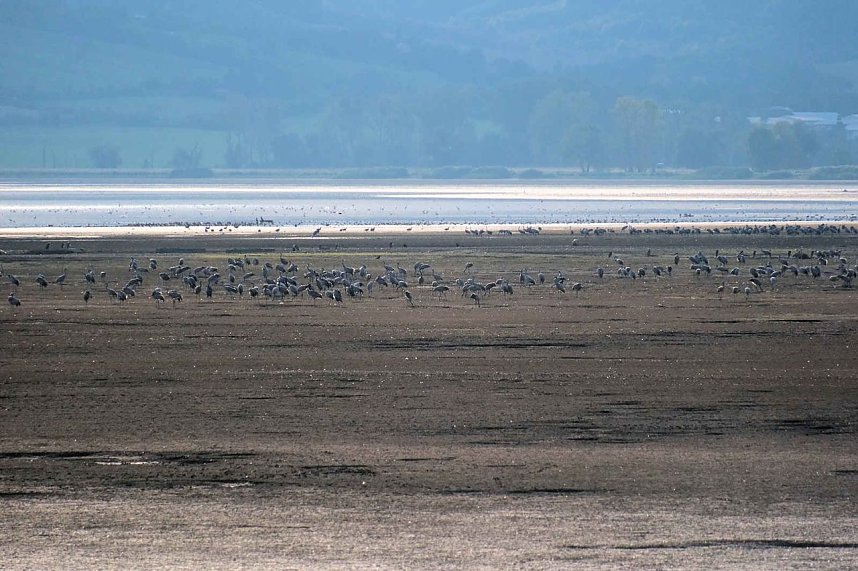 Kranichrast im S&uuml;dharz