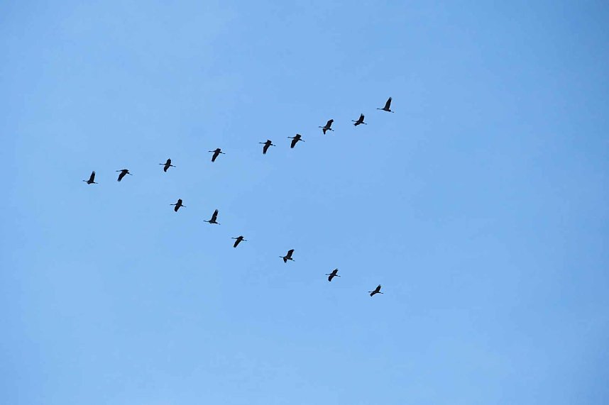 Kranichrast am Stausee