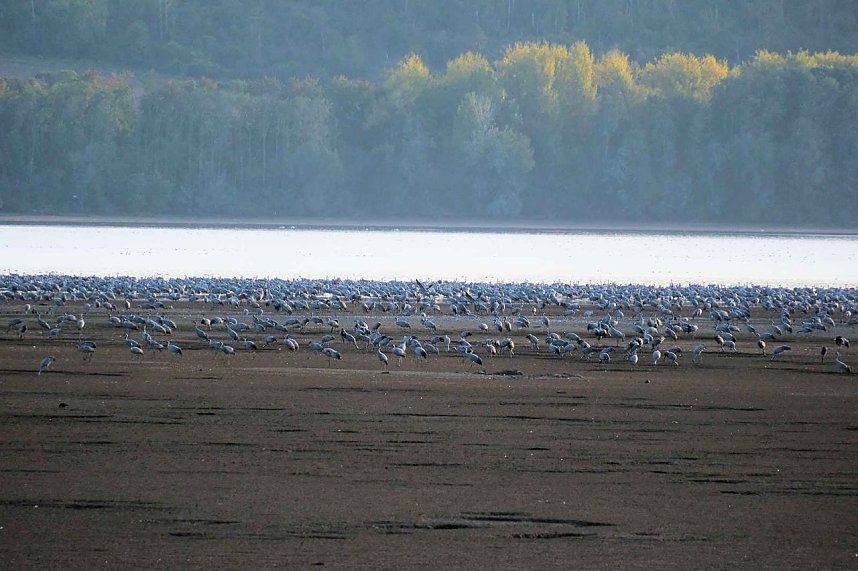 Kranichrast am Stausee