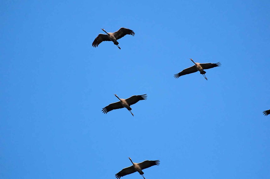 Kranichrast am Stausee