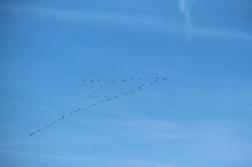 Vogelparadies am Stausee Kelbra