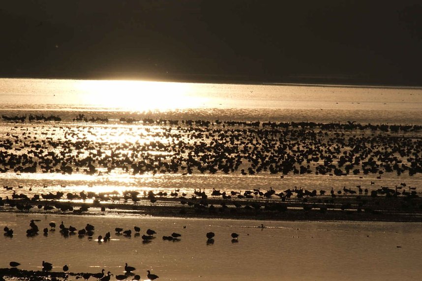 Vogelparadies am Stausee Kelbra