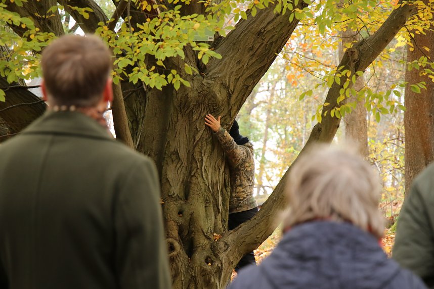 Artistik zwischen Baum und Borke - im Park Hohenrode lud man zu einem k&uuml;nsterlischen Waldspaziergang