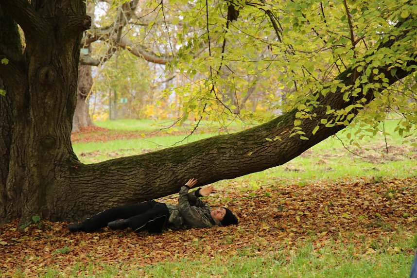 Artistik zwischen Baum und Borke - im Park Hohenrode lud man zu einem k&uuml;nsterlischen Waldspaziergang
