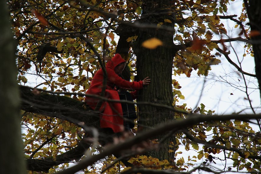 Artistik zwischen Baum und Borke - im Park Hohenrode lud man zu einem k&uuml;nsterlischen Waldspaziergang