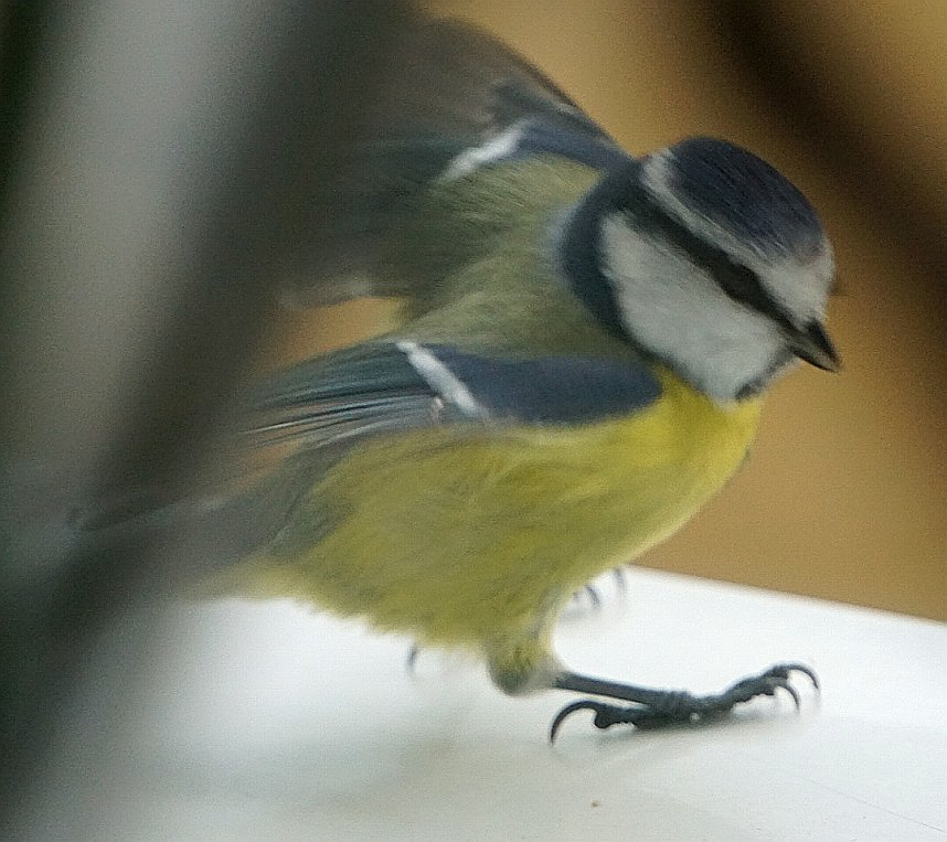 Gefiederte G&auml;ste an der Futterschale