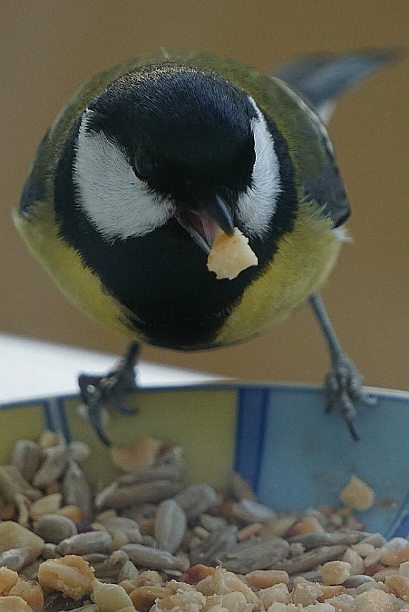 Gefiederte G&auml;ste an der Futterschale
