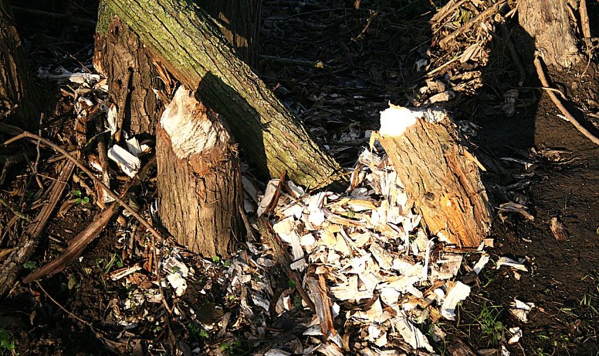 Biberspuren an der Helme