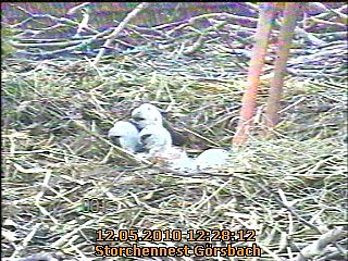 Blick ins Storchennest