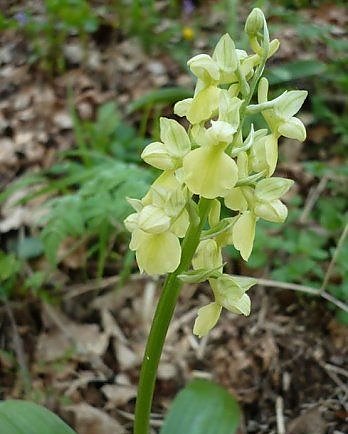 Nur noch in Erinnerung