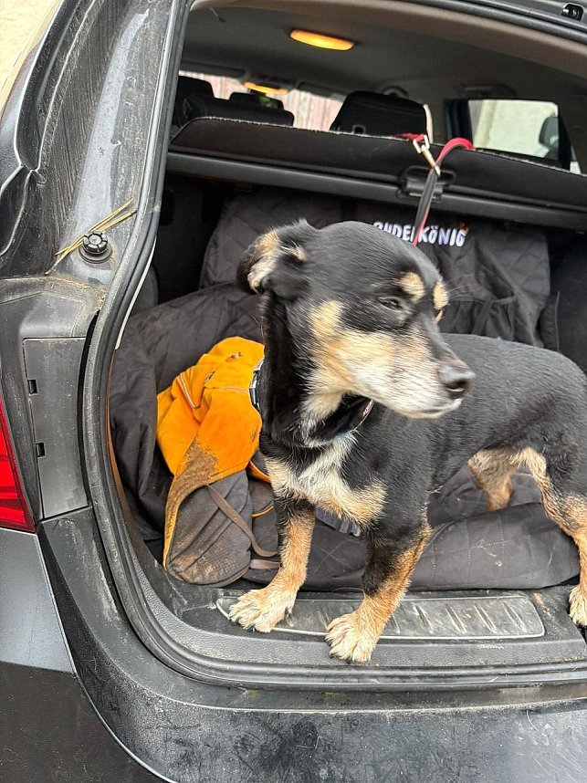 Entlaufener Hund ist wieder da