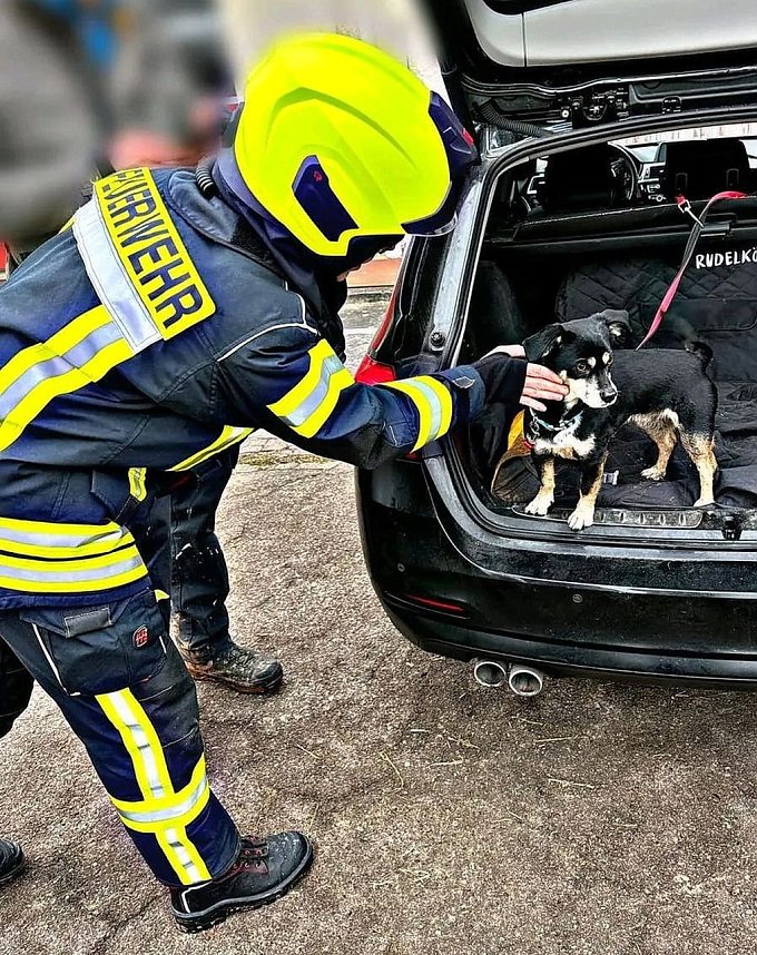 Entlaufener Hund ist wieder da